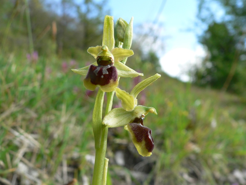 Ophrys cfr. araneola